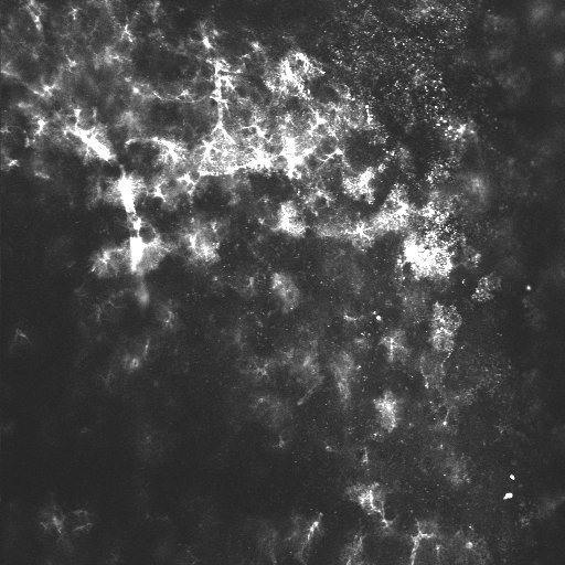 addgene-aav-data-hub-pzac2-1-gfaabc1d-cyto-gcamp6f-in-mouse-aav5